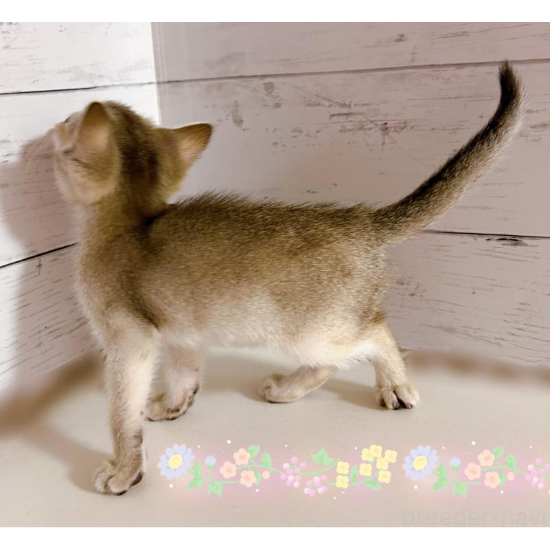 販売中の東京都のシンガプーラ-137855の4枚目