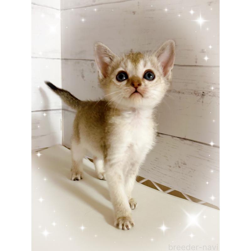 販売中の東京都のシンガプーラ-137855の2枚目