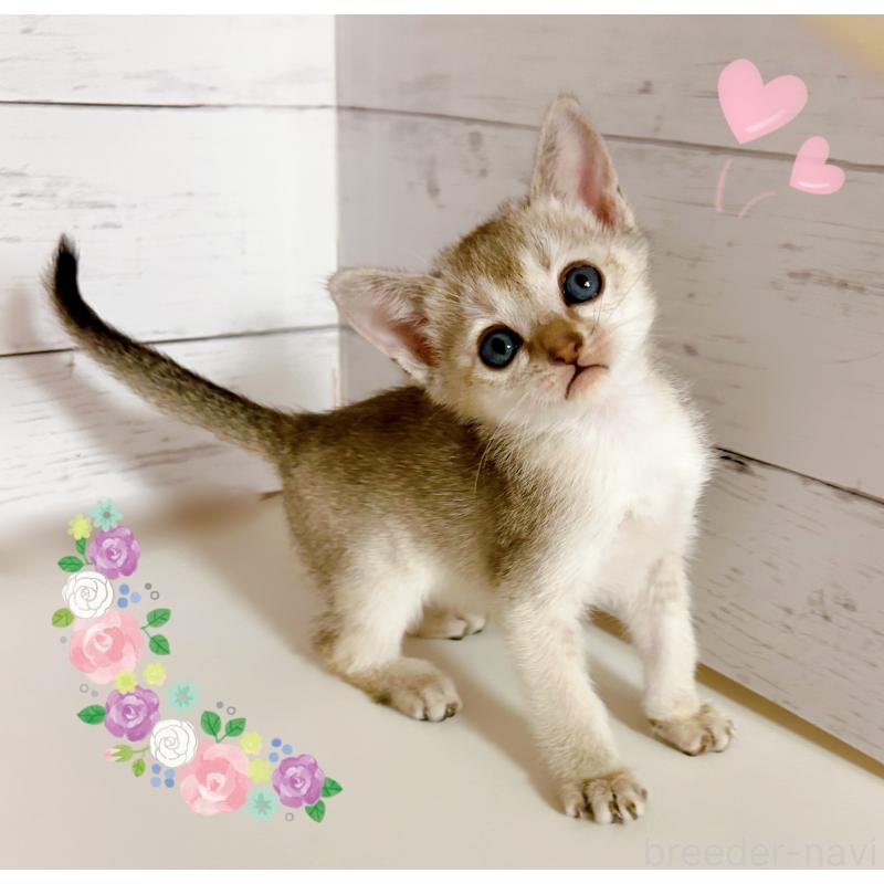 販売中の東京都のシンガプーラ-137856の5枚目