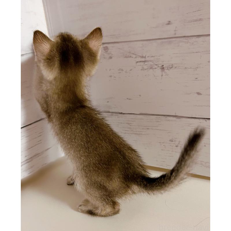 販売中の東京都のシンガプーラ-137856の4枚目