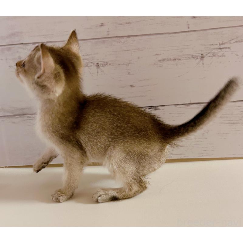 販売中の東京都のシンガプーラ-137856の3枚目