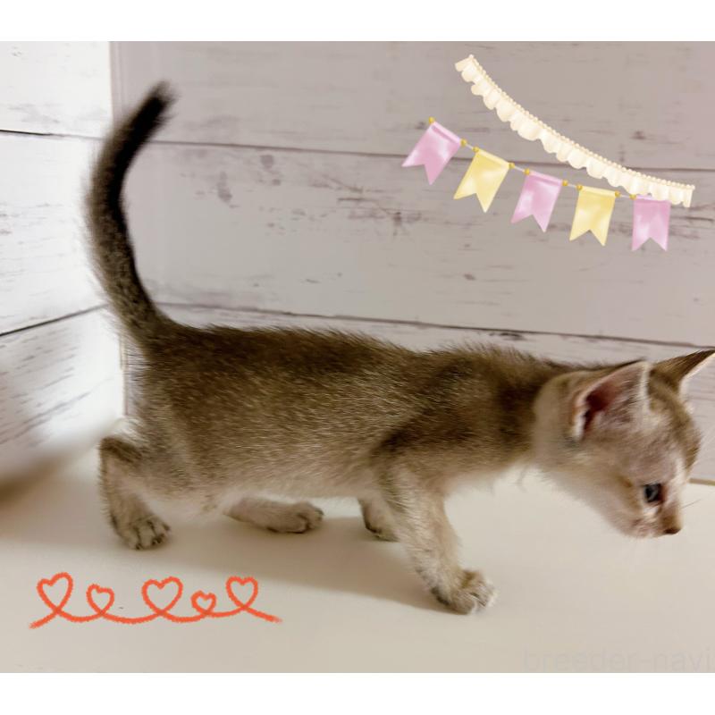 販売中の東京都のシンガプーラ-137856の2枚目