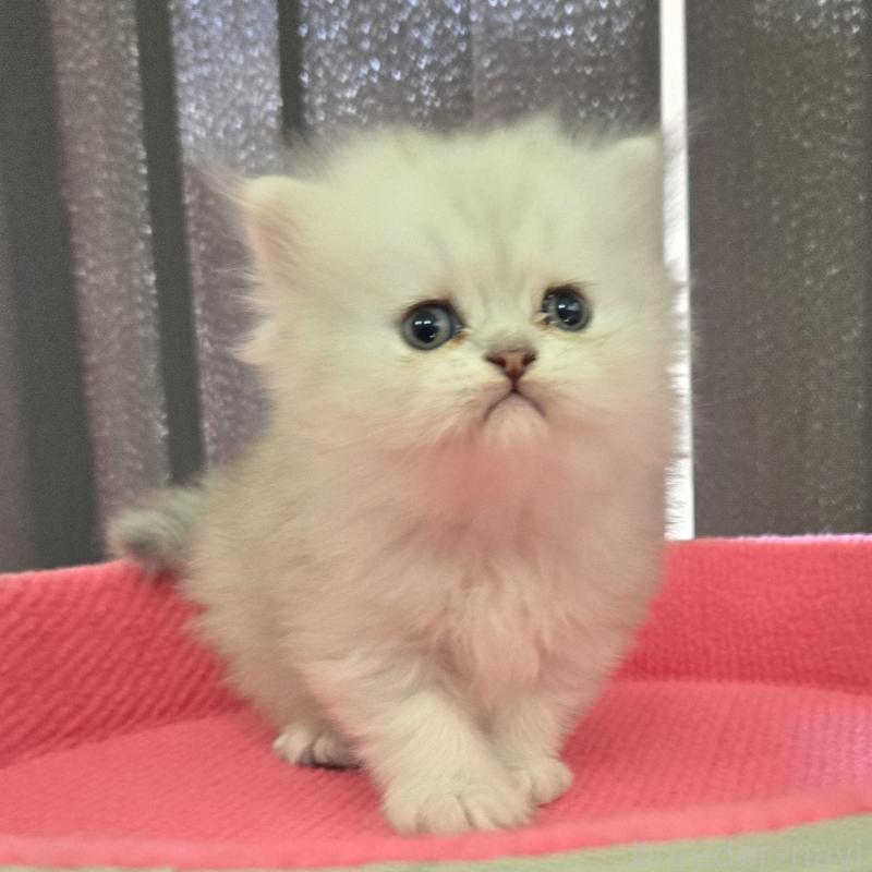 販売中の福岡県のペルシャ(チンチラ)-137621