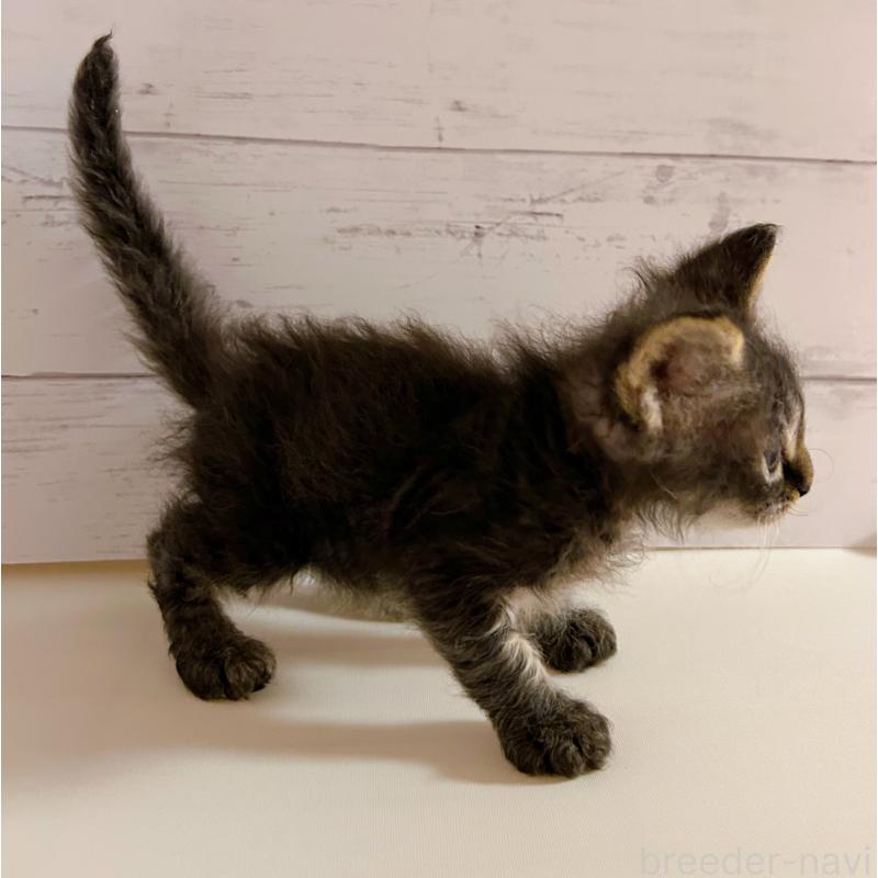 販売中の東京都のラパーマ-137857の4枚目