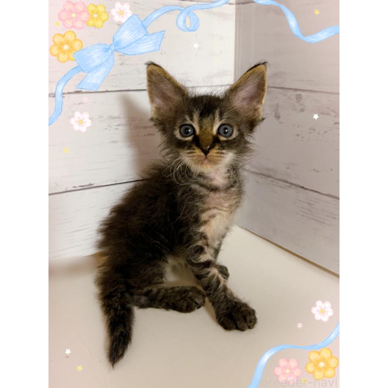 販売中の東京都のラパーマ-137857の2枚目