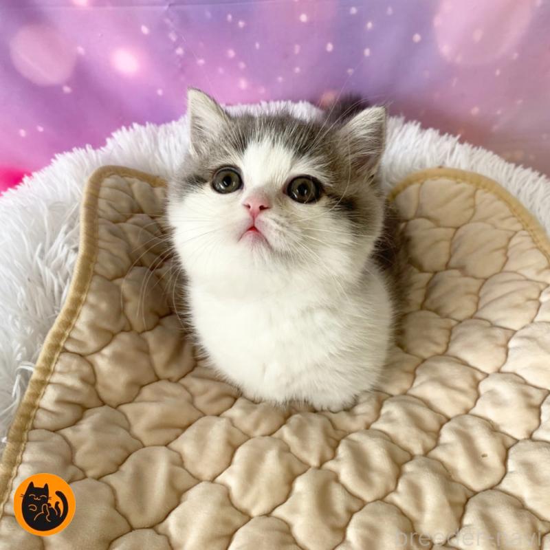 商談中の大阪府のマンチカン(短足)-135602の1枚目