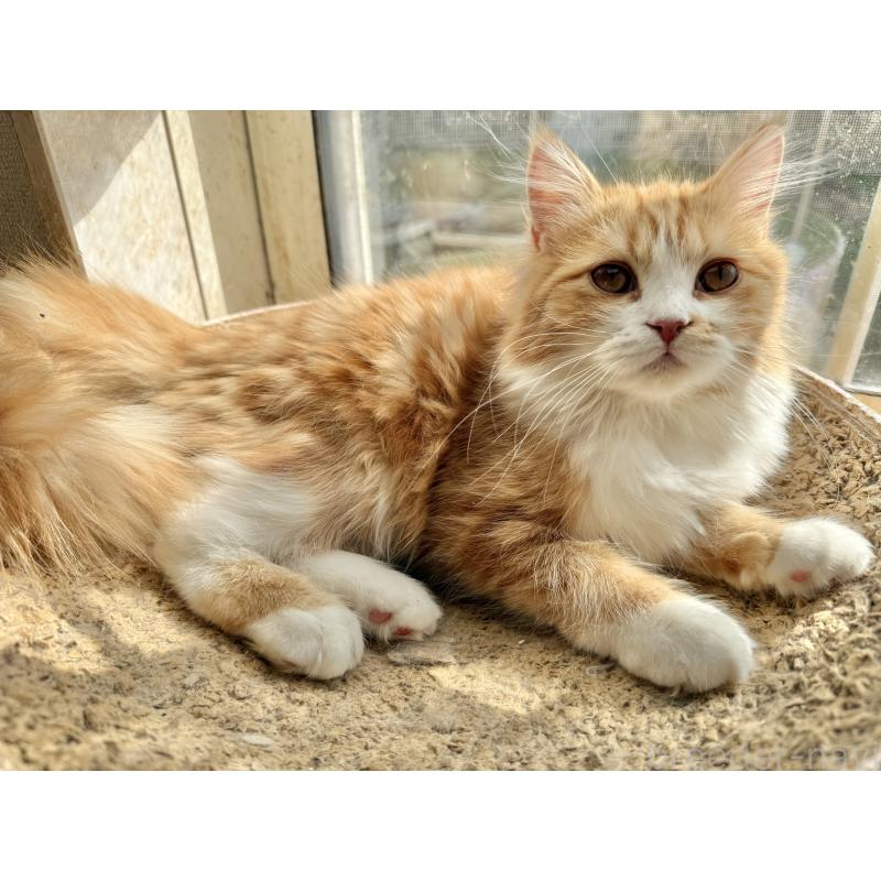 販売中の栃木県のマンチカン-131849の2枚目