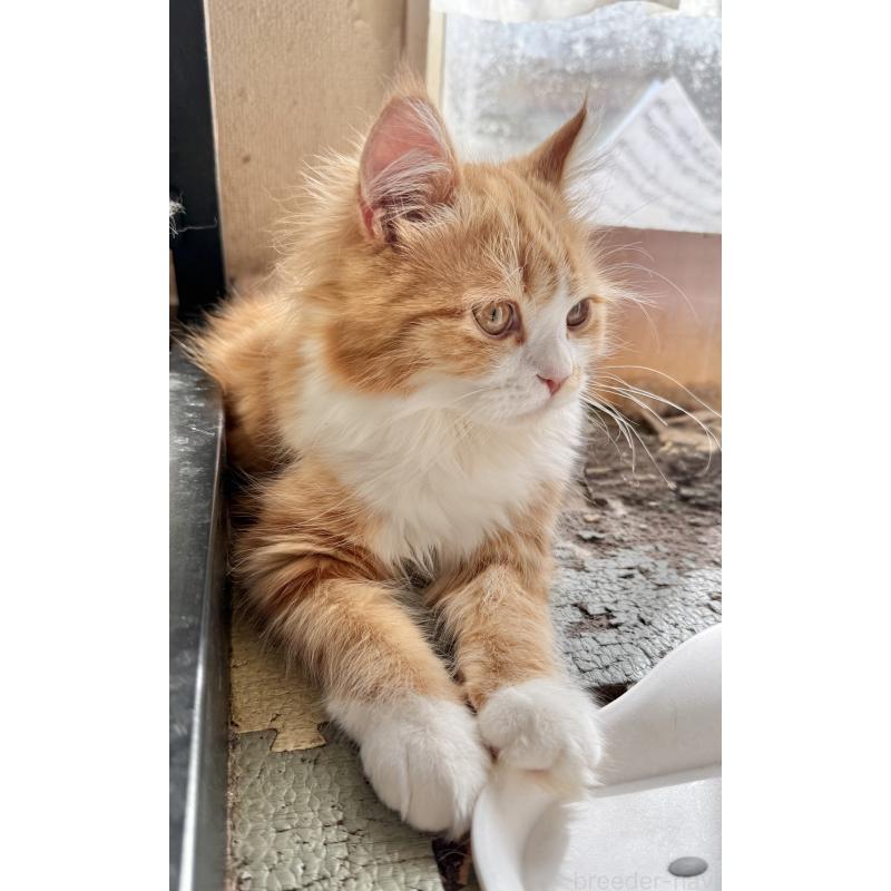 販売中の栃木県のマンチカン-131849の1枚目