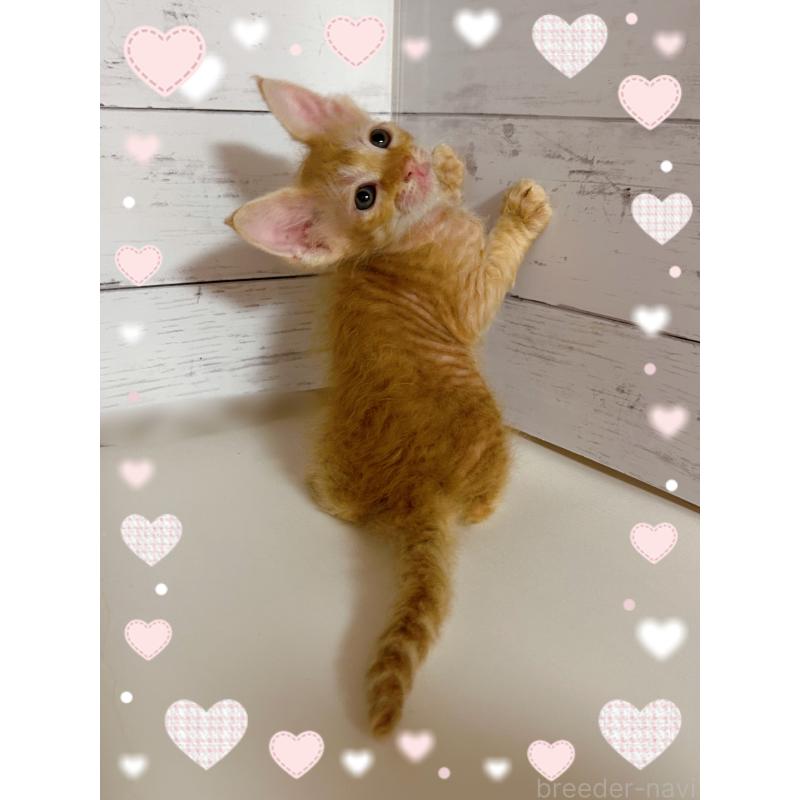 販売中の東京都のラパーマ-137859の2枚目