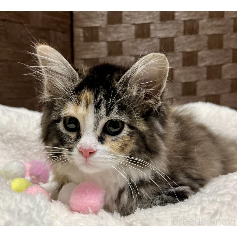 販売中の愛知県のサイベリアン-134406の5枚目