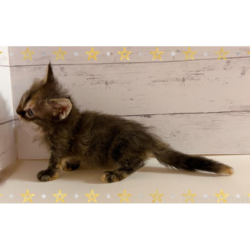 販売中の東京都のスクーカム-137860の5枚目