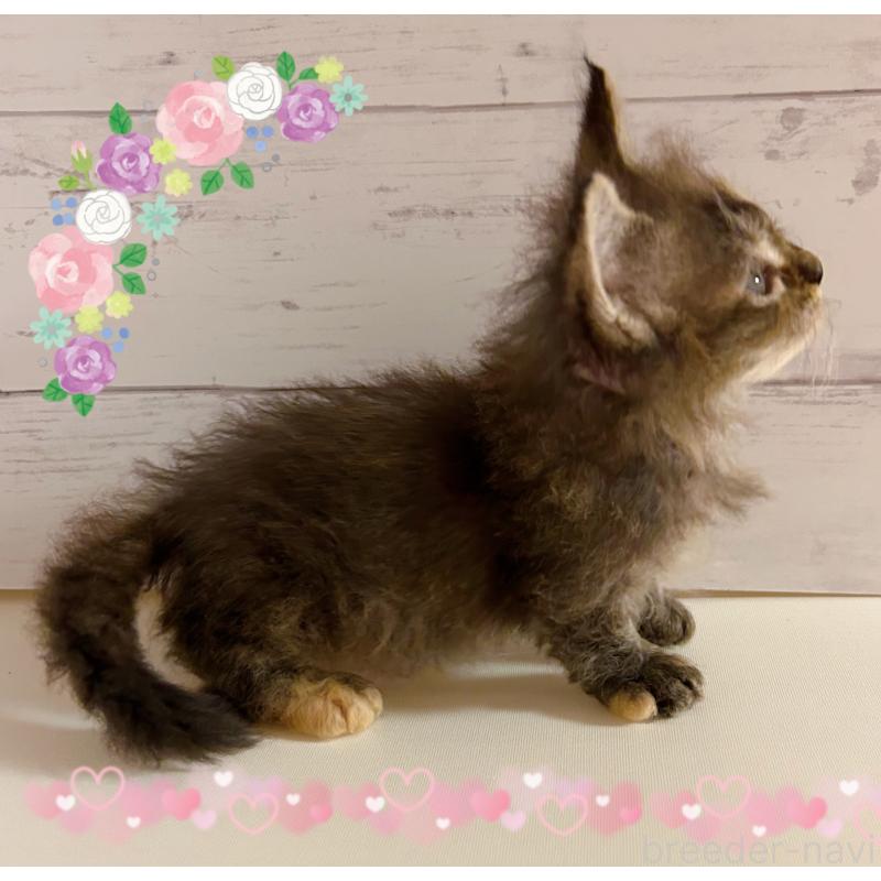 販売中の東京都のスクーカム-137860の4枚目