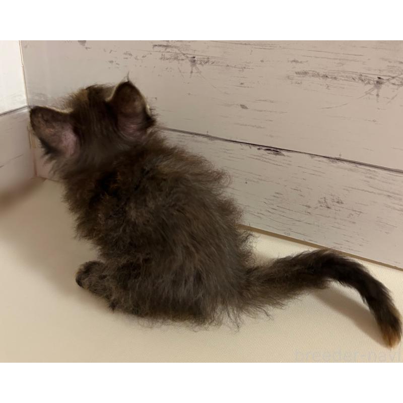 販売中の東京都のスクーカム-137860の3枚目