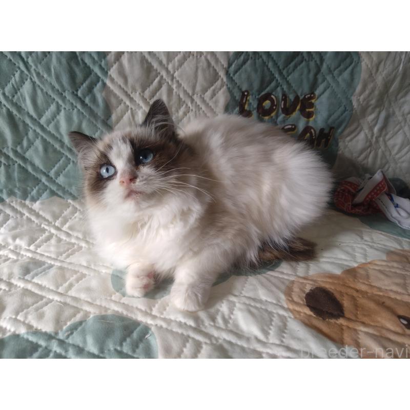 販売中の千葉県のラグドール-131021の5枚目