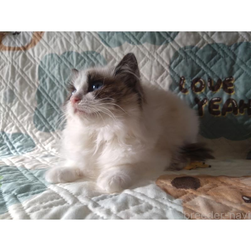 販売中の千葉県のラグドール-131021の4枚目