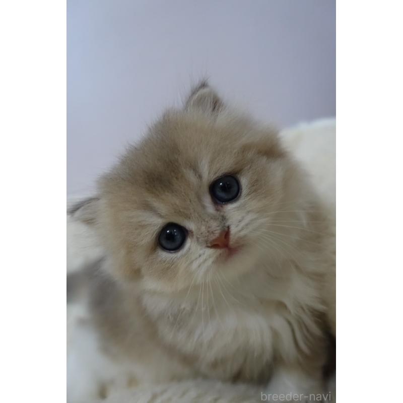 販売中の埼玉県のスコティッシュフォールド-137861の7枚目