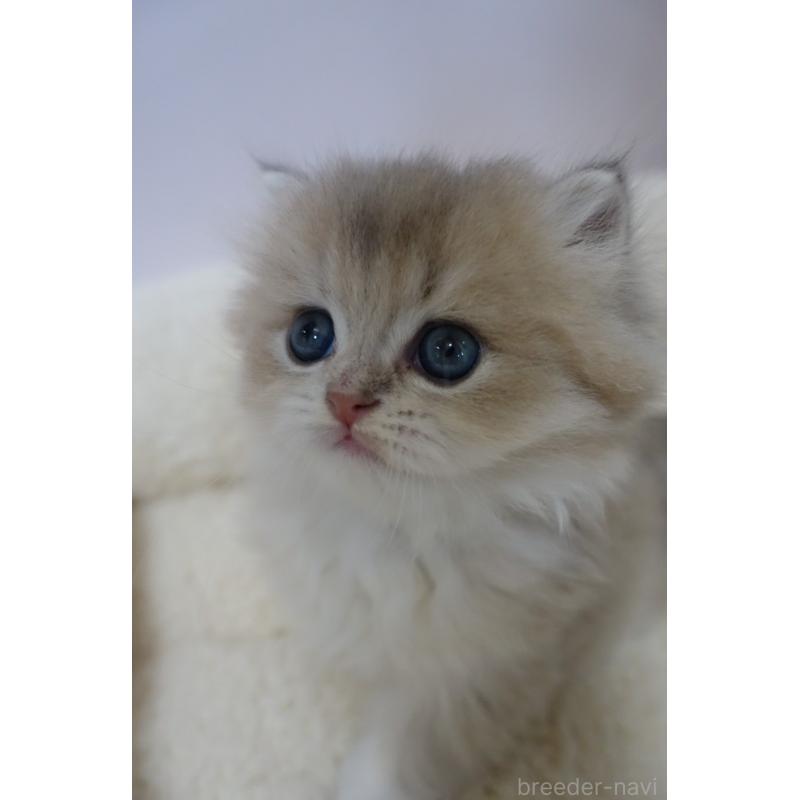 販売中の埼玉県のスコティッシュフォールド-137861の6枚目