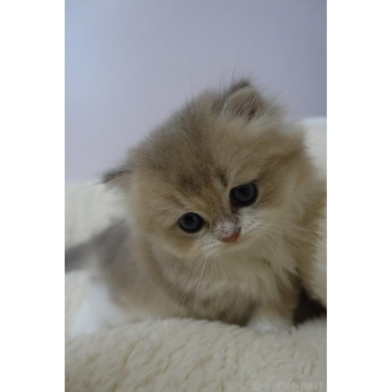 販売中の埼玉県のスコティッシュフォールド-137861の5枚目