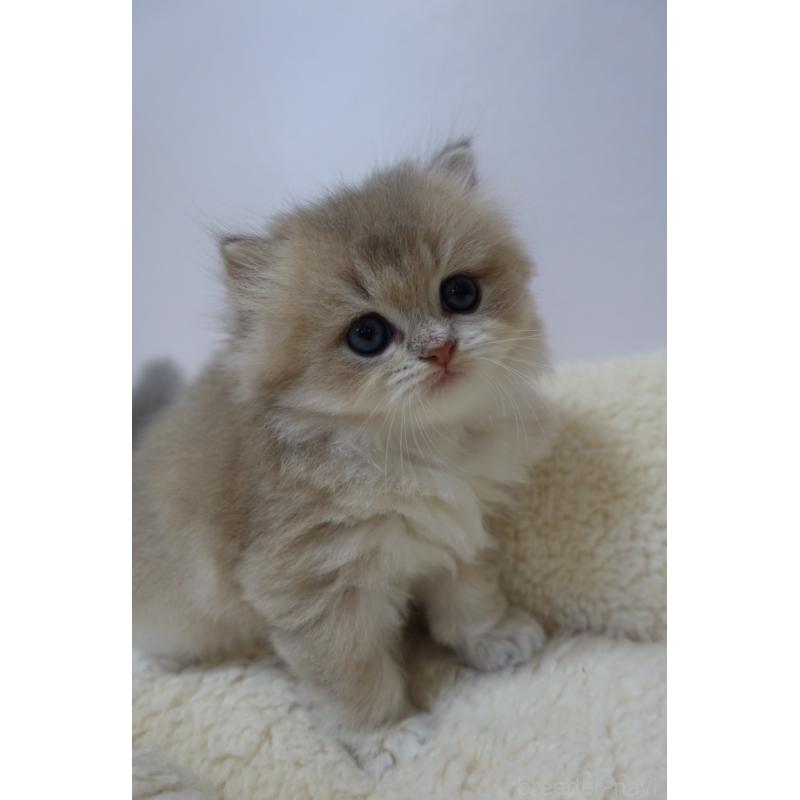 販売中の埼玉県のスコティッシュフォールド-137861の4枚目