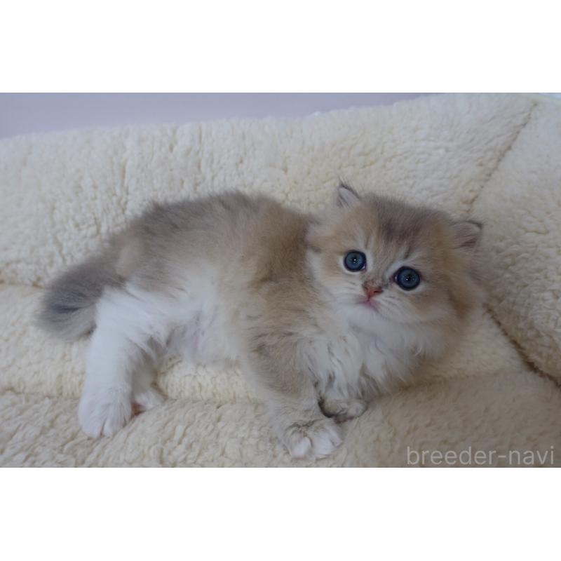 販売中の埼玉県のスコティッシュフォールド-137861の3枚目