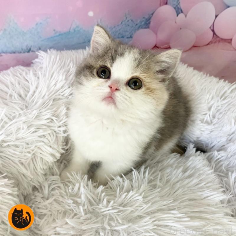 商談中の大阪府のマンチカン-135901の1枚目