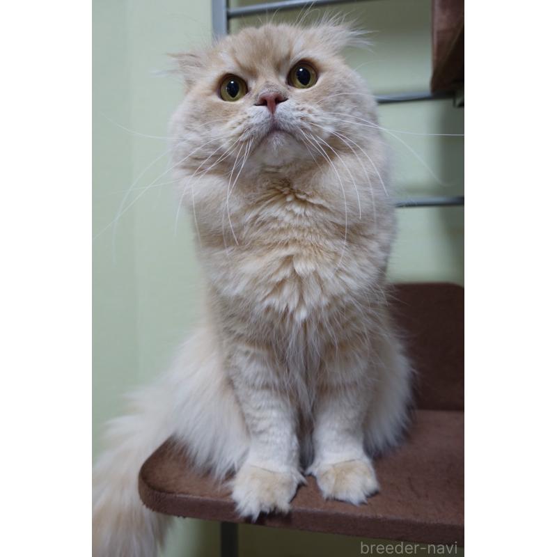 販売中の埼玉県のスコティッシュフォールド(折れ耳)-137866の5枚目