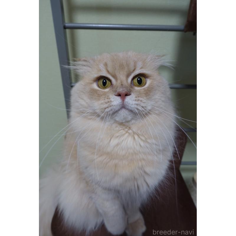 販売中の埼玉県のスコティッシュフォールド(折れ耳)-137866の4枚目