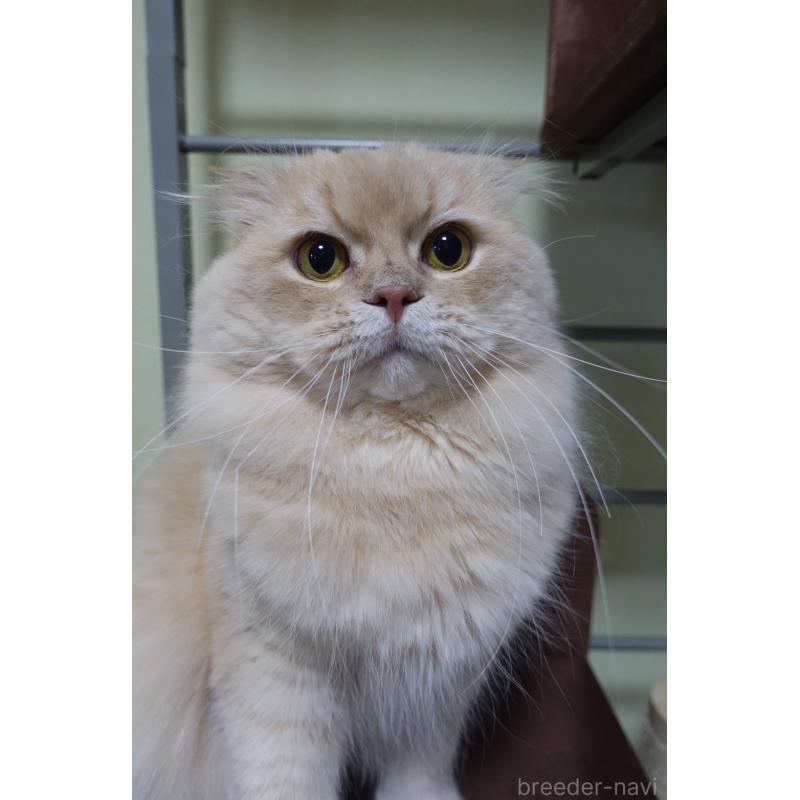 販売中の埼玉県のスコティッシュフォールド(折れ耳)-137866の3枚目
