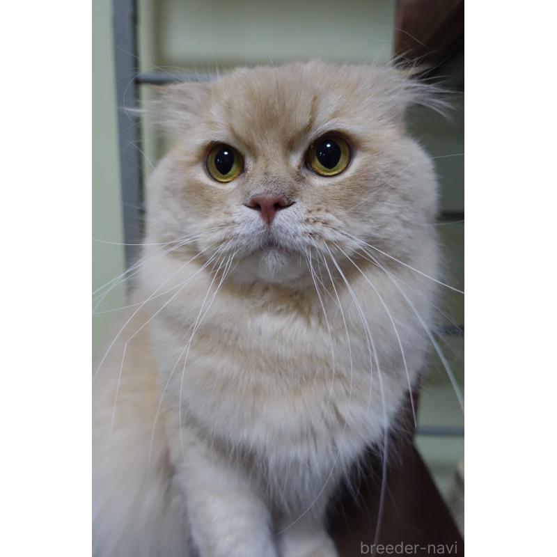 販売中の埼玉県のスコティッシュフォールド(折れ耳)-137866の2枚目