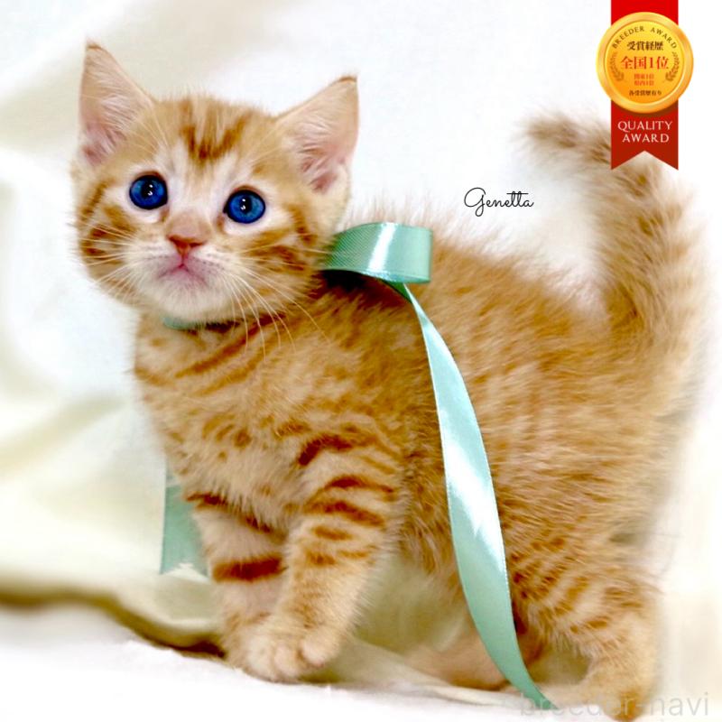 販売中の栃木県のジェネッタ-137459