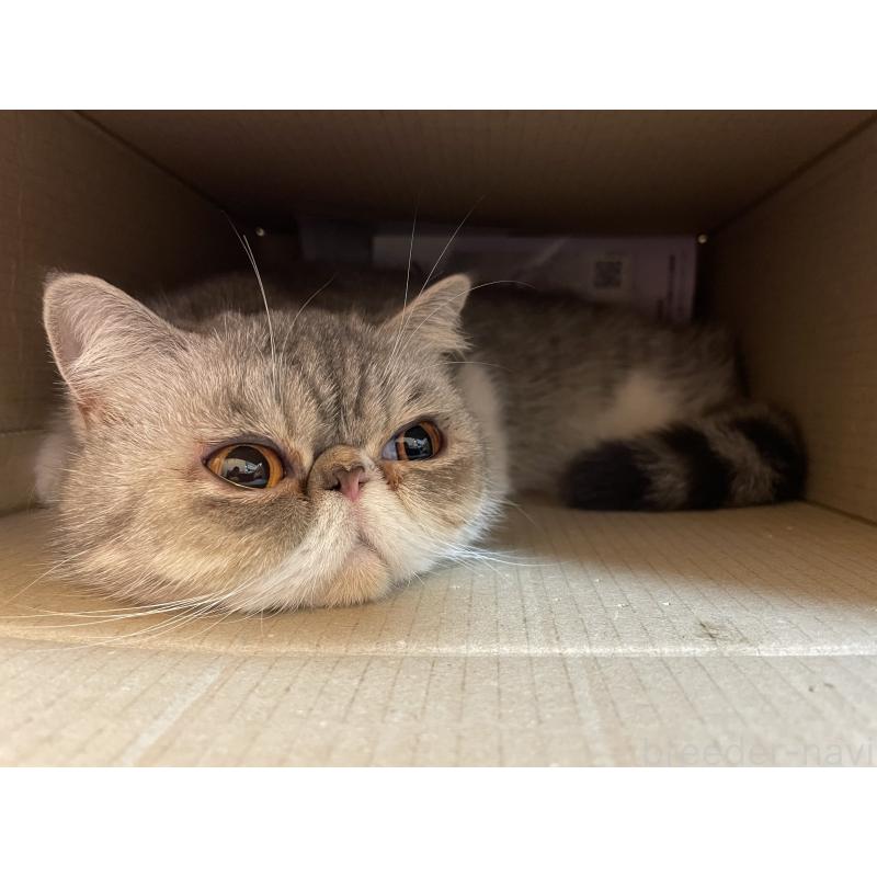 かふちゃん1枚目