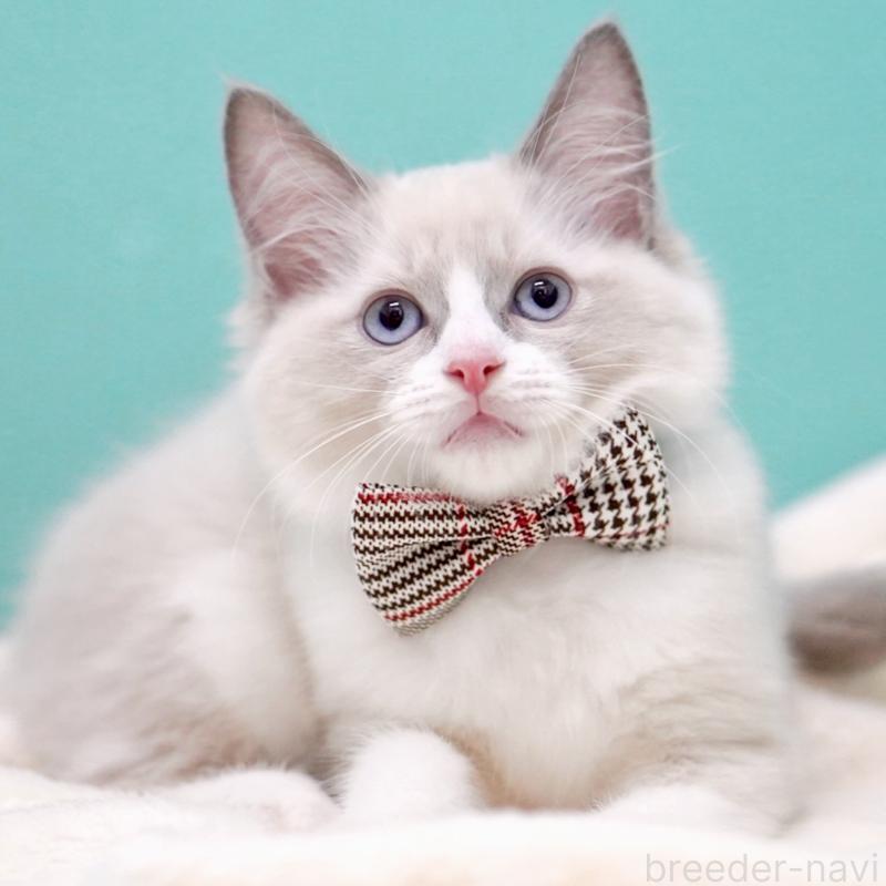 販売中の東京都のラグドール-135218の1枚目