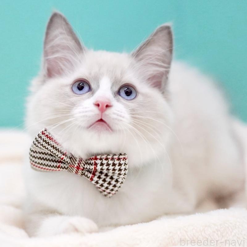 販売中の東京都のラグドール-135218の15枚目