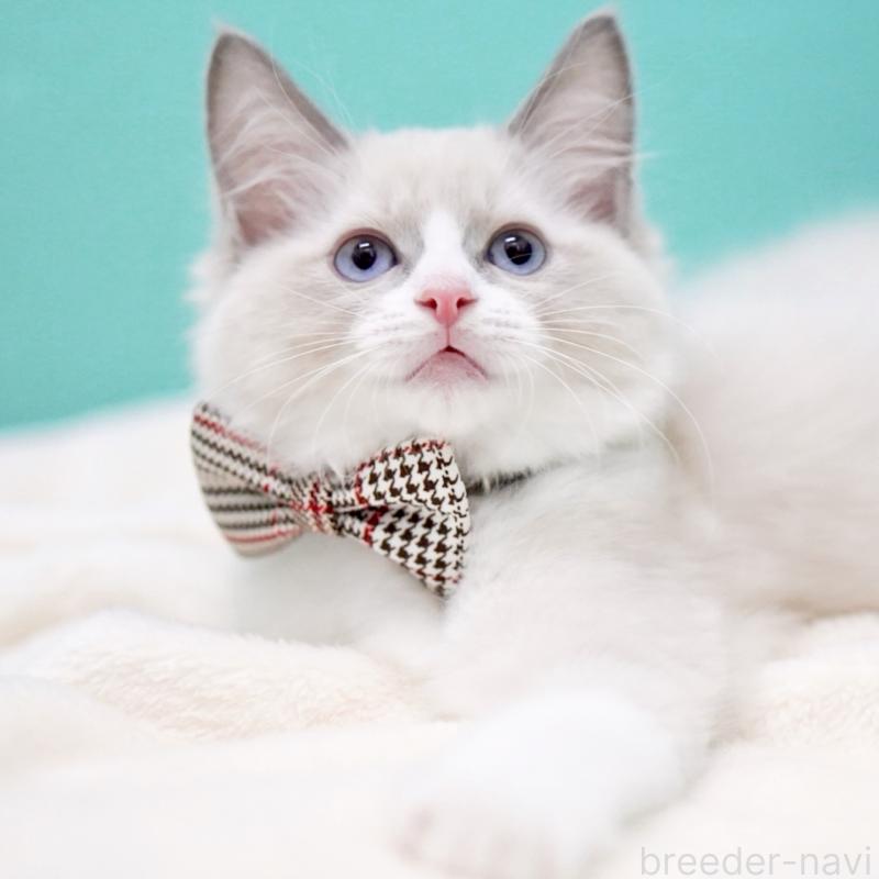 販売中の東京都のラグドール-135218の14枚目