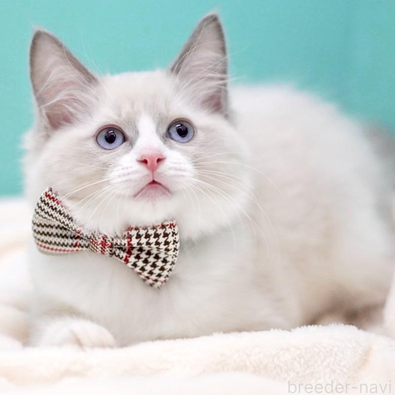 販売中の東京都のラグドール-135218の13枚目