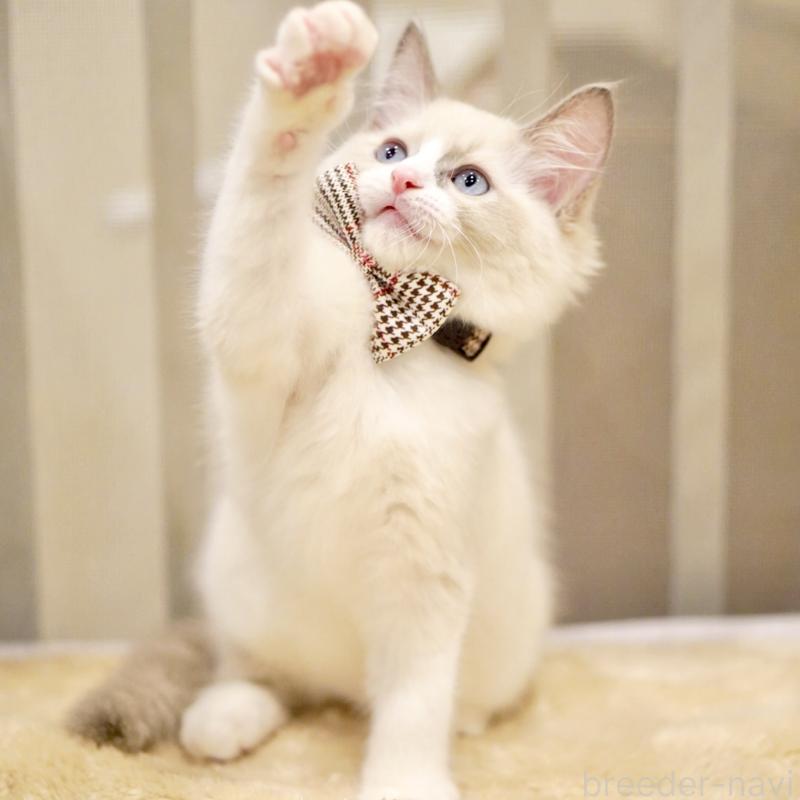 販売中の東京都のラグドール-135218の12枚目