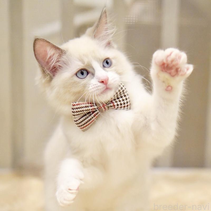 販売中の東京都のラグドール-135218の11枚目