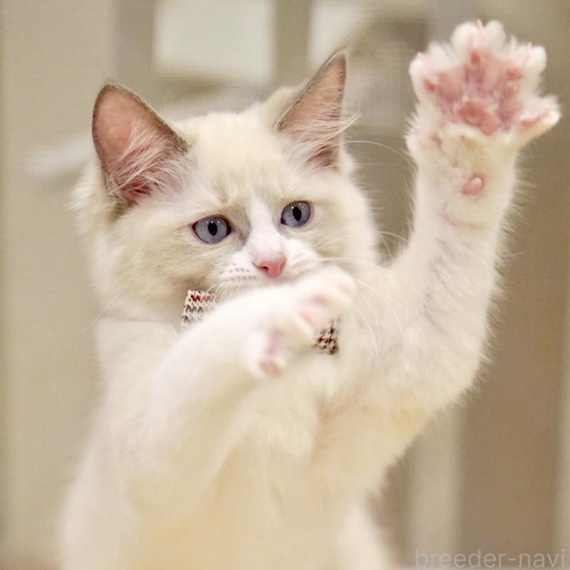 販売中の東京都のラグドール-135218の10枚目