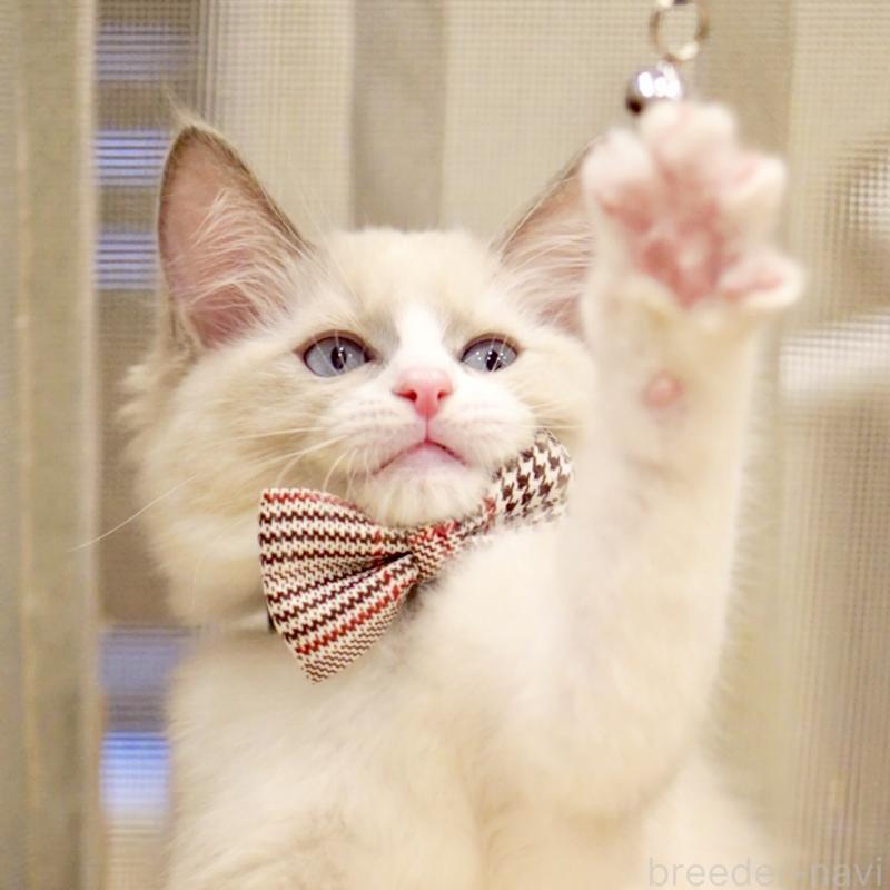 販売中の東京都のラグドール-135218の9枚目