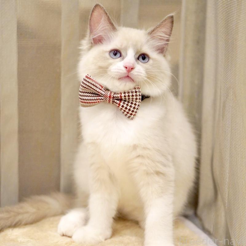 販売中の東京都のラグドール-135218の8枚目