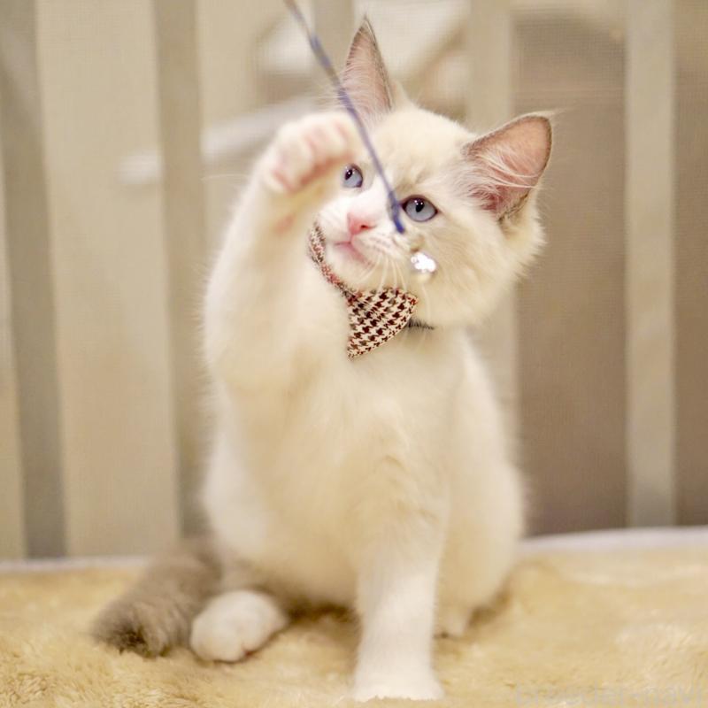 販売中の東京都のラグドール-135218の7枚目