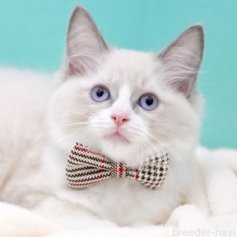 販売中の東京都のラグドール-135218の6枚目