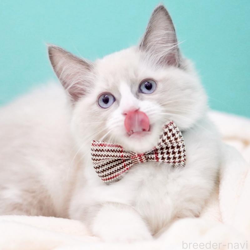 販売中の東京都のラグドール-135218の5枚目