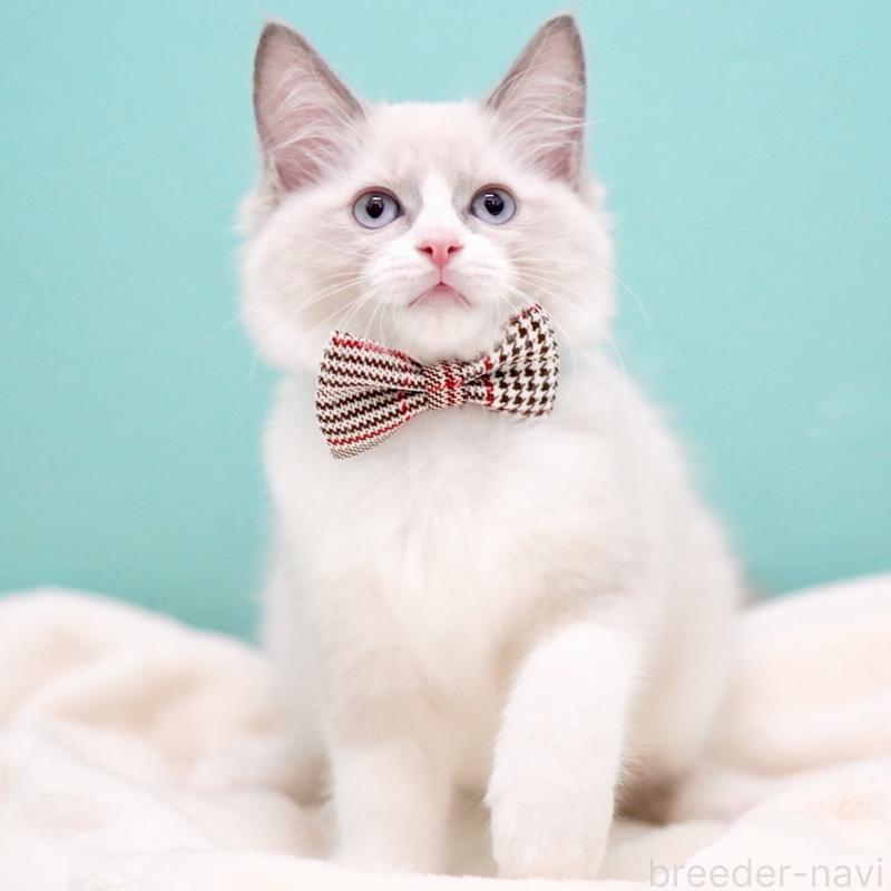 販売中の東京都のラグドール-135218の4枚目