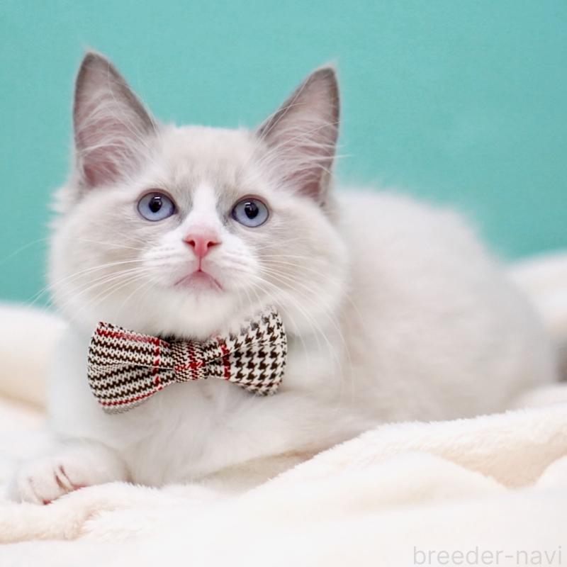 販売中の東京都のラグドール-135218の3枚目