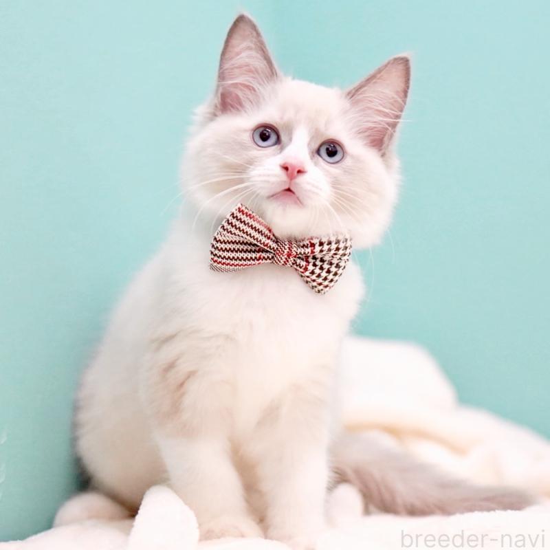 販売中の東京都のラグドール-135218の2枚目