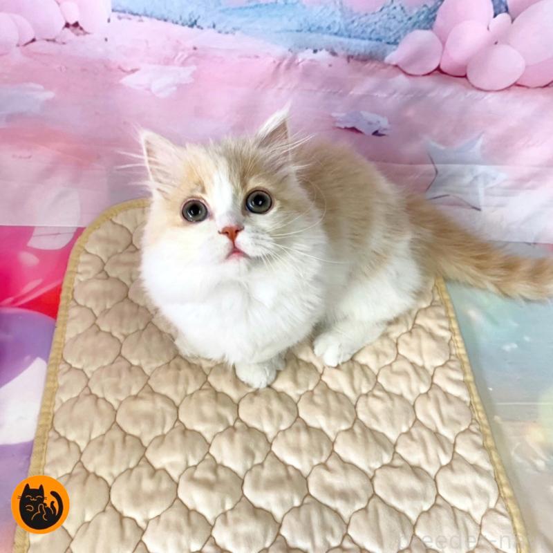 販売中の大阪府のマンチカン(短足)-133102の1枚目