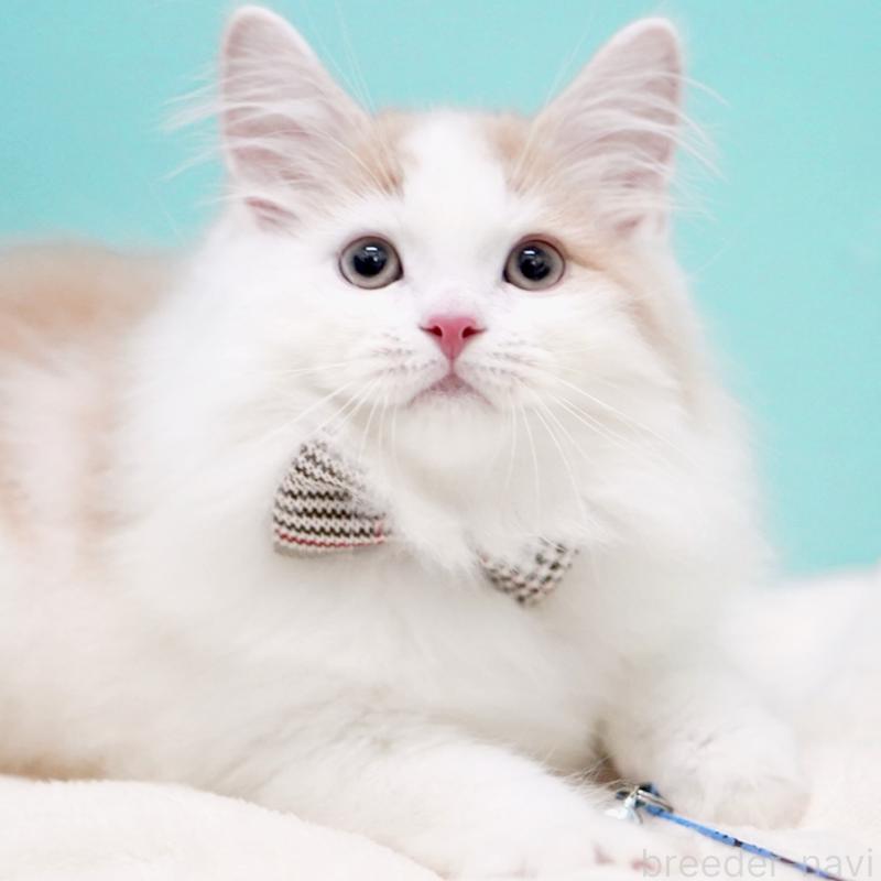 販売中の東京都のサイベリアン-133716