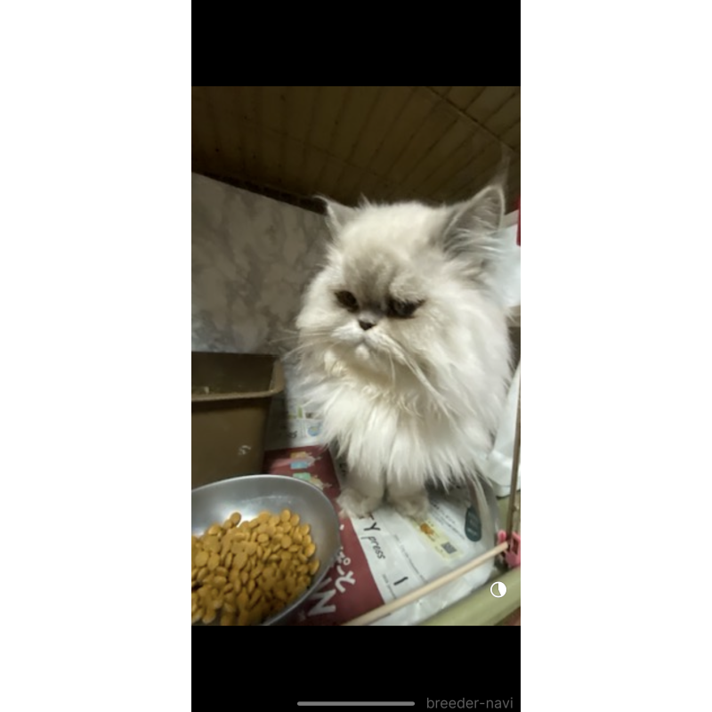 販売中の大阪府のエキゾチックロングヘア-126111の2枚目