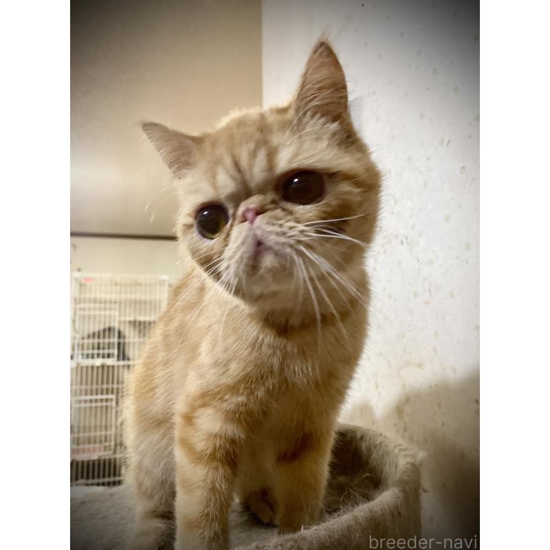 販売中の大阪府のエキゾチックショートヘア-120663の4枚目